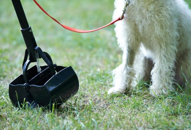 How The Poop Cutter Knife Makes Pet Waste Cleanup A Breeze 2