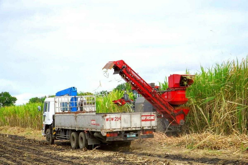 sugarcane cutter knife_2