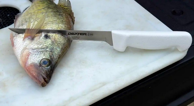 Why You Need A Sharp Fish Cutter Knife for Perfect Fish Cuts 2