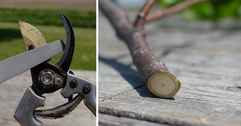 tree cutter knife_3